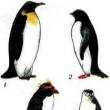 Grupy ekologiczne ptaków według rodzaju pożywienia Do jakiej grupy ekologicznej ptaków należy jaskółka?