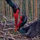 Kamery internetowe na żywo w Europie: ptaki Bocian czarny online w Estonii